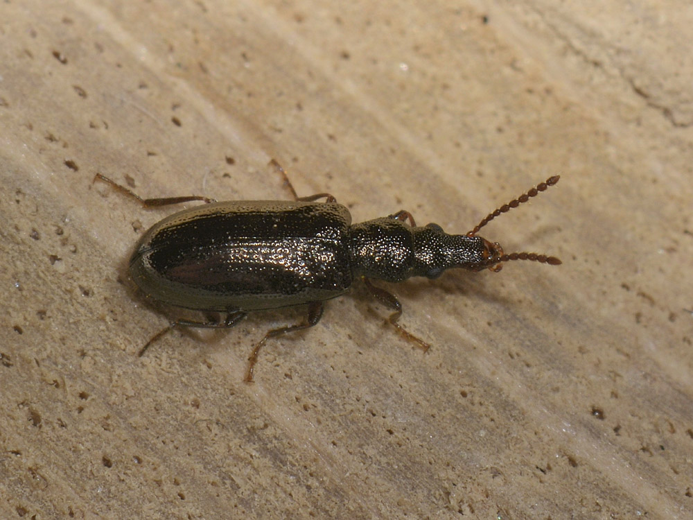 Salpingus aeneus (cf.)